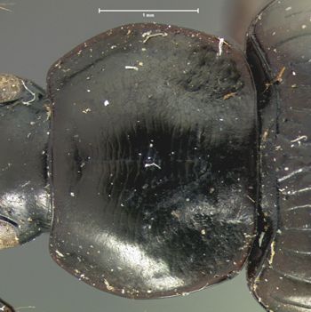 Media type: image;   Entomology 5766 Aspect: pronotum dorsal